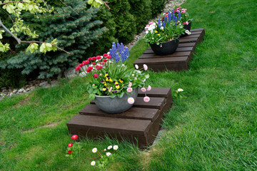 Wiosenne kwiaty w doniczkach © dariog1973