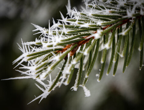 Closeup of a ice frosted evergreen bough
