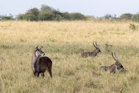 Waterbuck antelope herd in the tall grass of the Serengeti National Park in East Africa Tanzania TZA