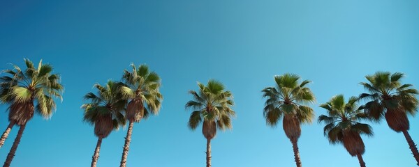 California fan palm trees line up against bright blue sky. Lush green leaves sway gently under bright sun. Tropical plants offer shade, evoke pure relaxation.