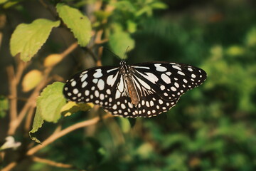 Fototapeta premium Close-Up of Tirumala Limniace Butterfly