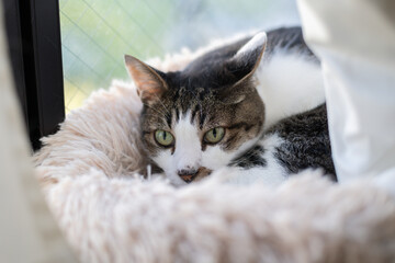 窓辺でくつろぐ猫　キジトラ白