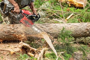 チェーンソーによる裏山の伐採作業