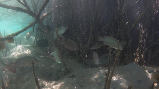 Group of mangrove red snapper fish in the mangrove roots