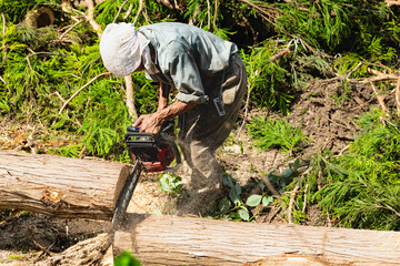 チェーンソーによる裏山の伐採作業
