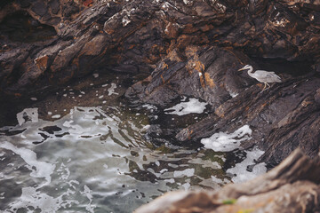 A bird is on rocks next to still water. Foam patterns form on the surface. The scene shows the natural coastline with rocky textures. The light indicates it is afternoon