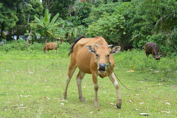 Obraz premium Brown cow walking in a green pasture with other cattle grazing in a tropical rural landscape. Natural livestock farming scene representing countryside agriculture, and traditional village life.
