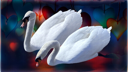 two swans on the colorful romantic heart lake