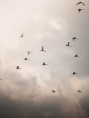 Fototapeta premium Flock of Birds Flying in Soft Cloudy Sky