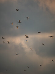 Fototapeta premium Birds Flying Together Under Dramatic Sky