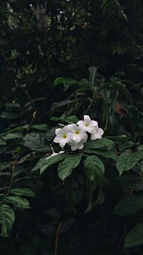 white flower  Created with RNI Films app. Profile 'Agfa Optima 200 v.2'