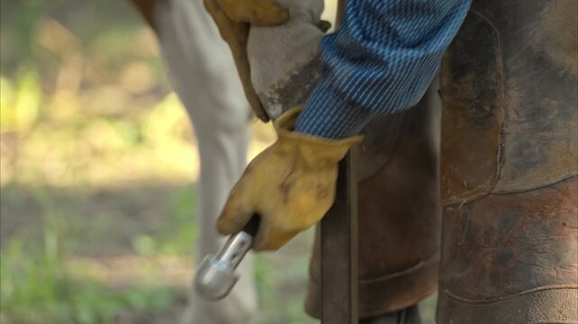 A cowboy wearing leather chaps and gloves trims a horse&rsquo;s hoof using a rasp in an outdoor stable. The close-up shot highlights traditional cowboy gear, hard work, and rustic ranch life