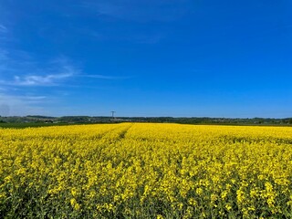 Fototapeta premium Yellow rapeseed field under blue sky with rural horizon