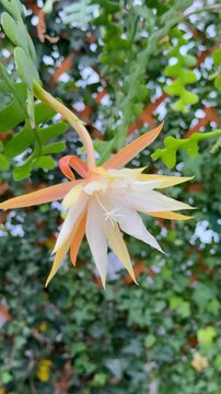 Blooming Fishbone Cactus Flower (Disocactus anguliger) in Natural Garden Setting, vertical video
