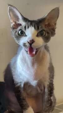 Vertical cat meowing with mouth open, lively expression and visible tongue, perched on desk near keyboard, playful devon rex