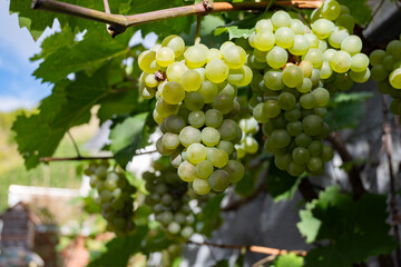 Ripe white riesling grapes on vineyards, harvest time in Calmont region with steepest vineyard in Europe on Moselle river valley, Ediger-Eller, Germany