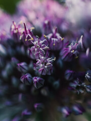 Close up of a flower