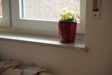 Small red plant pot with a flowering houseplant on a windowsill beside a window frame; soft indoor light and papers on a radiator below. Calm indoor scene.