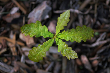 Small oak tree with water drops on leaves growing up in a garden in spring. Top view