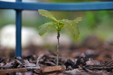 Small oak tree with water drops on leaves growing up in a garden in spring