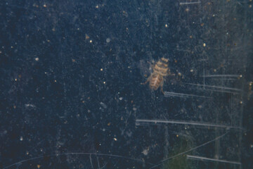 Dead bee behind dusty scratched glass surface
