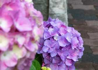 紫とピンクの紫陽花、梅雨の日のクローズアップ