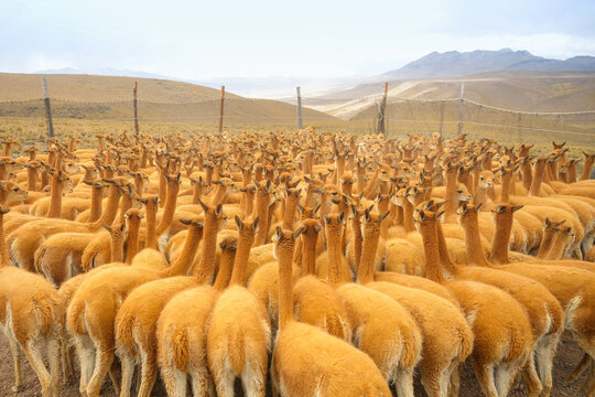 Chaku de vicu&ntilde;as en los Andes: tradici&oacute;n andina ancestral, manejo sostenible, cultura viva y fauna silvestre. Ideal para turismo, conservaci&oacute;n e historia.