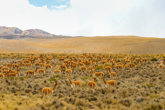 Chaku de vicu&ntilde;as en los Andes: tradici&oacute;n andina ancestral, manejo sostenible, cultura viva y fauna silvestre. Ideal para turismo, conservaci&oacute;n e historia.