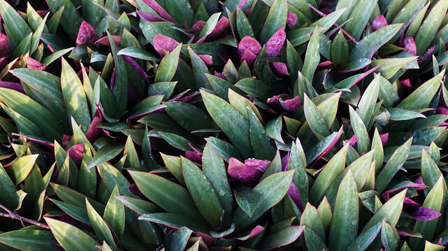 Photo of the Tradescantia spathacea ornamental plant.