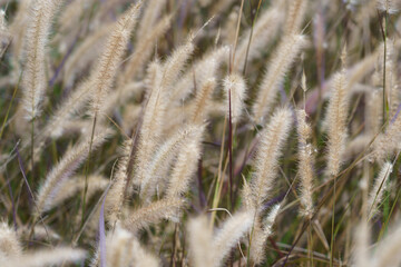 Fototapeta premium Graminea 1