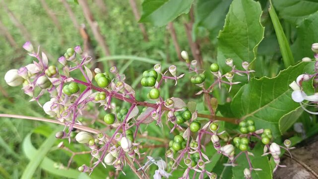 Senggugu (Clerodendrum serratum) is a shrub used to treat respiratory disorders such as phlegmy coughs, asthma, bronchitis, sinusitis, and gargling.