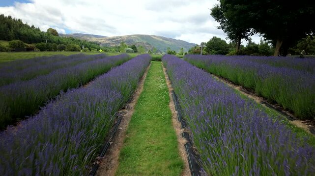 First Person Walk Through Lavender Rows