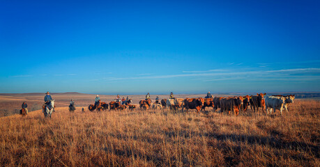 Cattle drive in Kansas Flint Hills