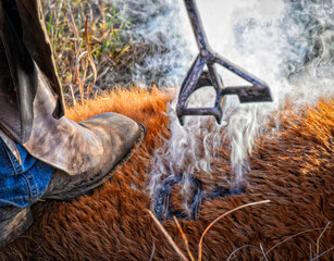 Fall branding in the Kansas Flint Hills