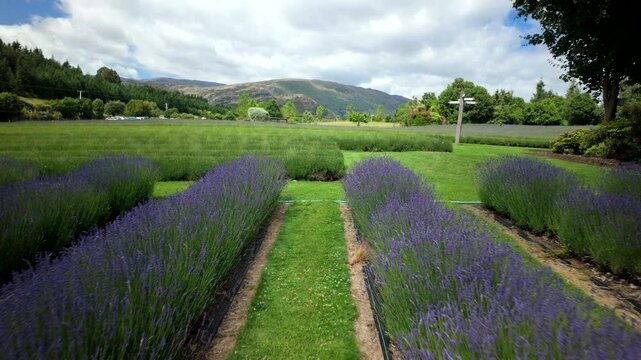 POV Walk Between Deep Purple Lavender Rows