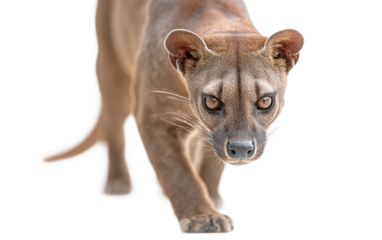 Fossa prowling illustration showing sleek muscular body soft light highlighting agile hunting posture isolated on transparent background PNG