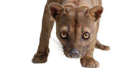 High quality fossa depiction highlighting poised stride alert expression and natural forest predator essence isolated on transparent background PNG