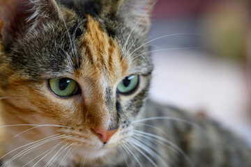 Hattie the green eyed calico