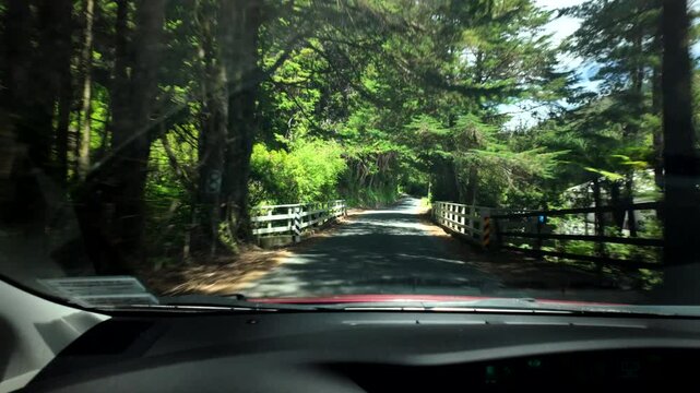 POV Driving Through Shaded Forest Road Bend