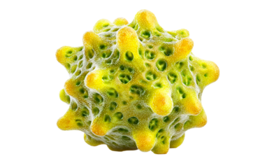 Microbiology themed germ illustration focused on irregular surface patterns realistic biology and fine structural detail isolated on transparent background PNG