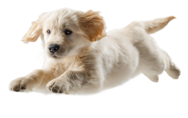 High quality Golden Retriever puppy artwork emphasizing airborne pose dynamic motion and energetic pet behavior isolated on transparent background PNG