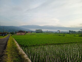 Fototapeta premium A scenic morning view of terraced rice fields with misty mountains in the background, showcasing traditional Indonesian agriculture and rural beauty.