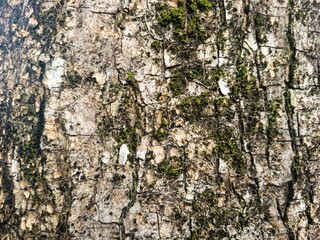 high-resolution macro close-up of natural tree bark texture, showing intricate cracks, weathered details, and organic patterns perfect for backgrounds and 3D texturing