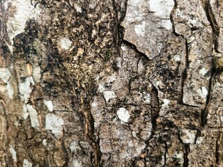 Fototapeta premium high-resolution macro close-up of natural tree bark texture, showing intricate cracks, weathered details, and organic patterns perfect for backgrounds and 3D texturing