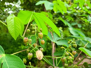Obraz premium Macro shot of cassava flower buds hanging on a green branch with vibrant leaves, showcasing tropical agriculture and detailed botanical growth in a lush outdoor setting.