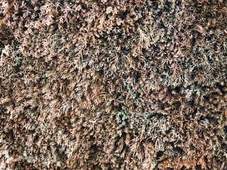 Tokyo, Japan - December 27, 2025: Sugidama or Cedar Ball or Sake Cedar Ball
