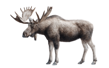 Detailed moose standing sideways with bright lighting illustrating majestic wilderness and natural behavior isolated on transparent background PNG