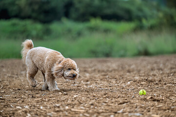 2025-09-07 A GOLDEN DOODLE INTENTLY CHASING A GREENBALL AT THE OFF LEASH DOG AREA IN MARYMOOR PARK IN REDMOND WASHINGTON WITH A BLURRY BACKGROUND
