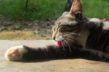 A pet tabby cat is licking outdoors