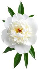 A luminous white peony flower with vibrant green leaves, isolated against a pure white background